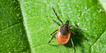 The 411 on an early tick season
