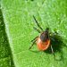The 411 on an early tick season