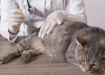 Westchester County sponsors free rabies shots for pets on April 19