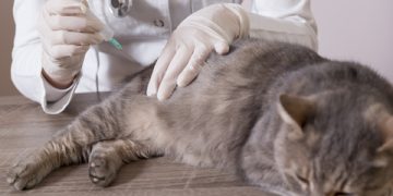 Westchester County sponsors free rabies shots for pets on April 19