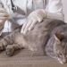 Westchester County sponsors free rabies shots for pets on April 19