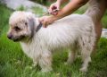 What everyone should know about rabies
