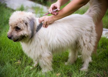 What everyone should know about rabies