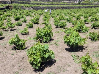 A wine lovers life-changing trip to Sicily