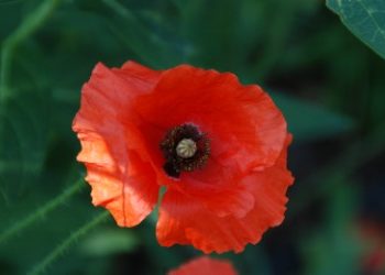 The red poppy, a symbol of Memorial Day
