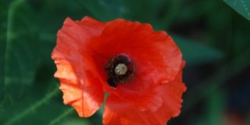 The red poppy, a symbol of Memorial Day