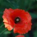 The red poppy, a symbol of Memorial Day