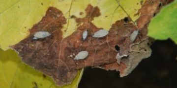 Eco-friendly ways to manage squash bugs